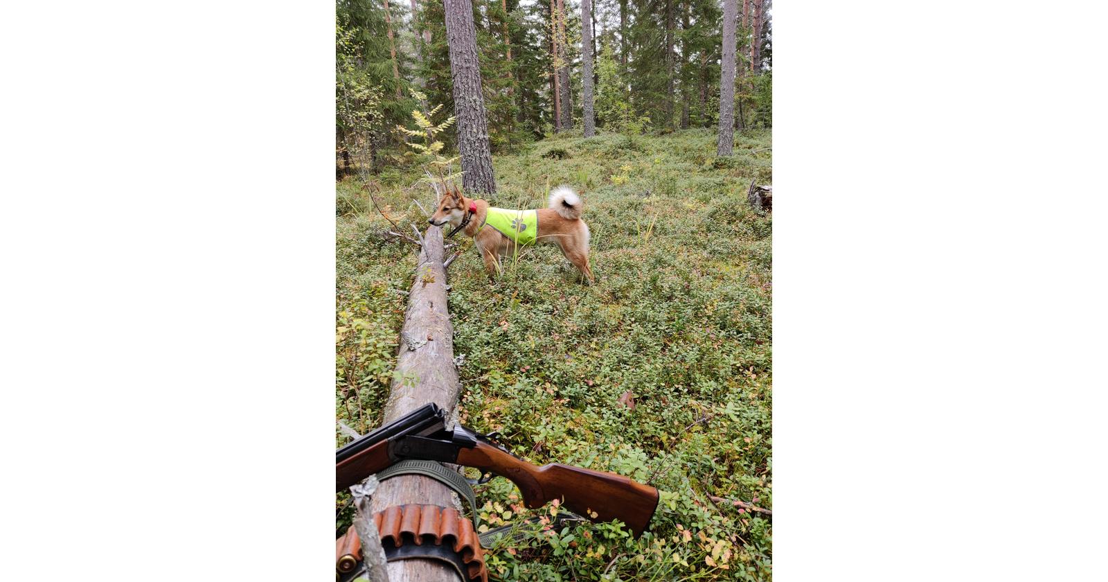 Länsisiperianlaika Hippa / Susanna Tamminen