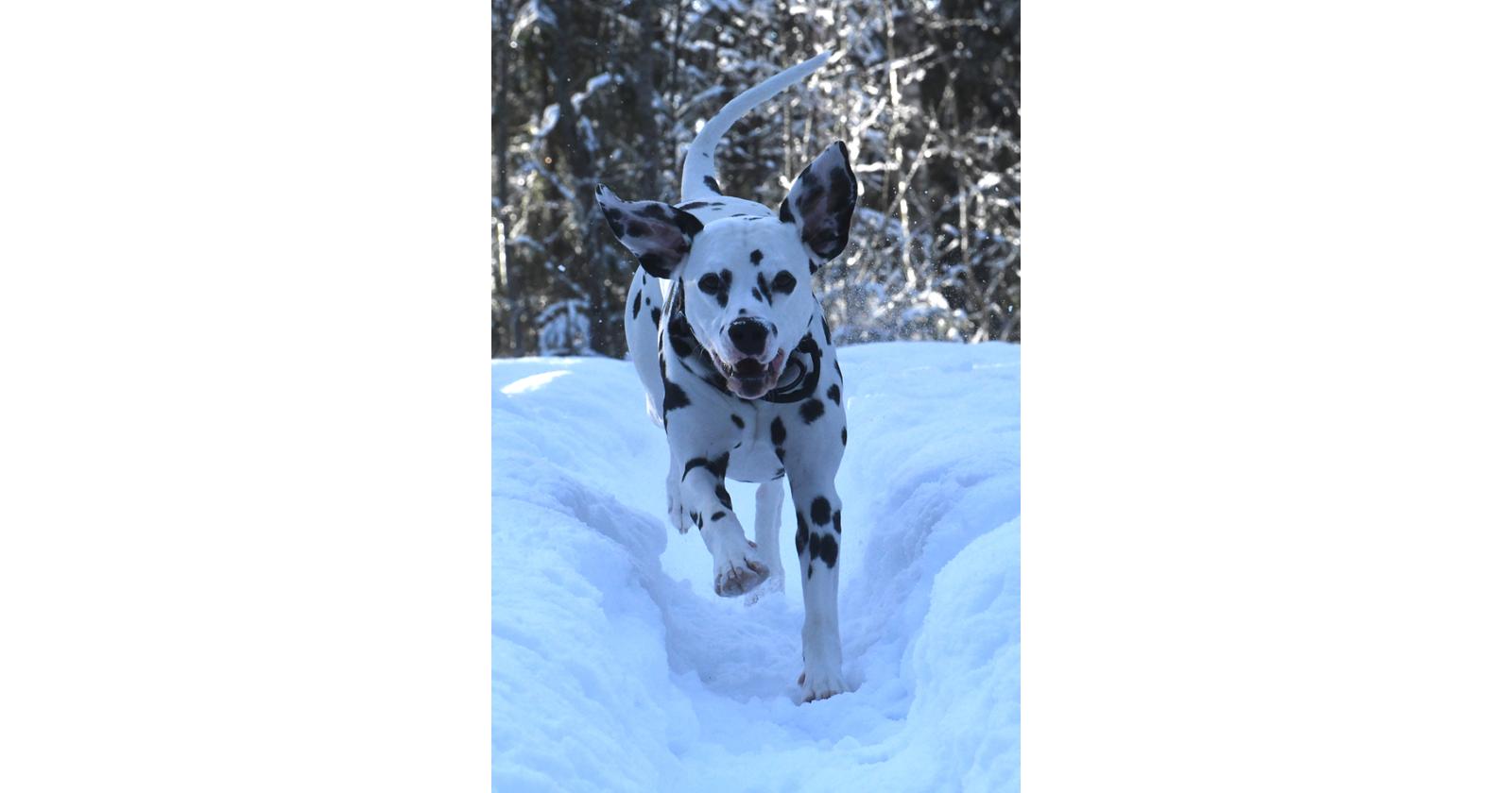 Totti / Julia Kemppinen