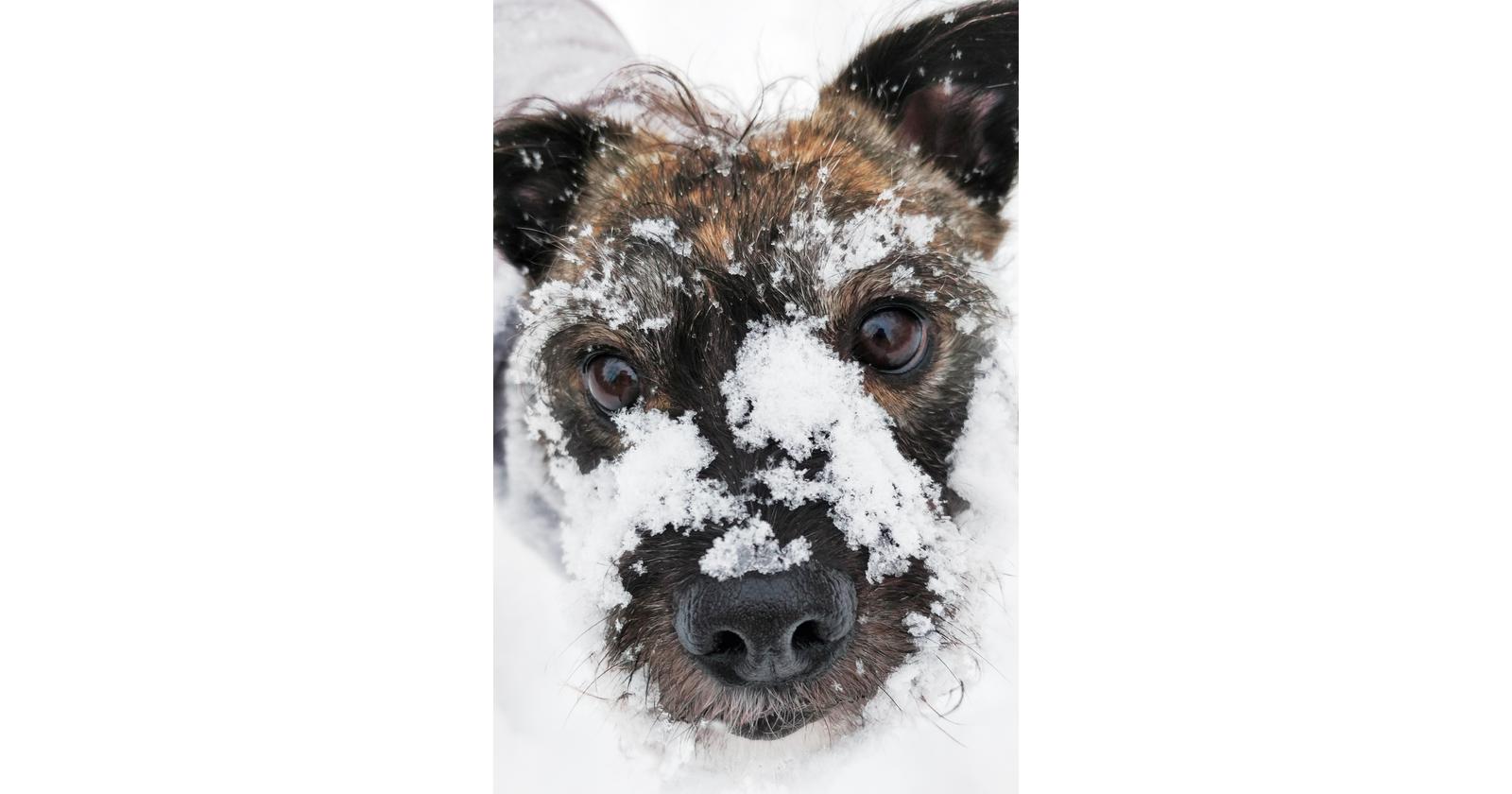 Tinka / Serja Långström