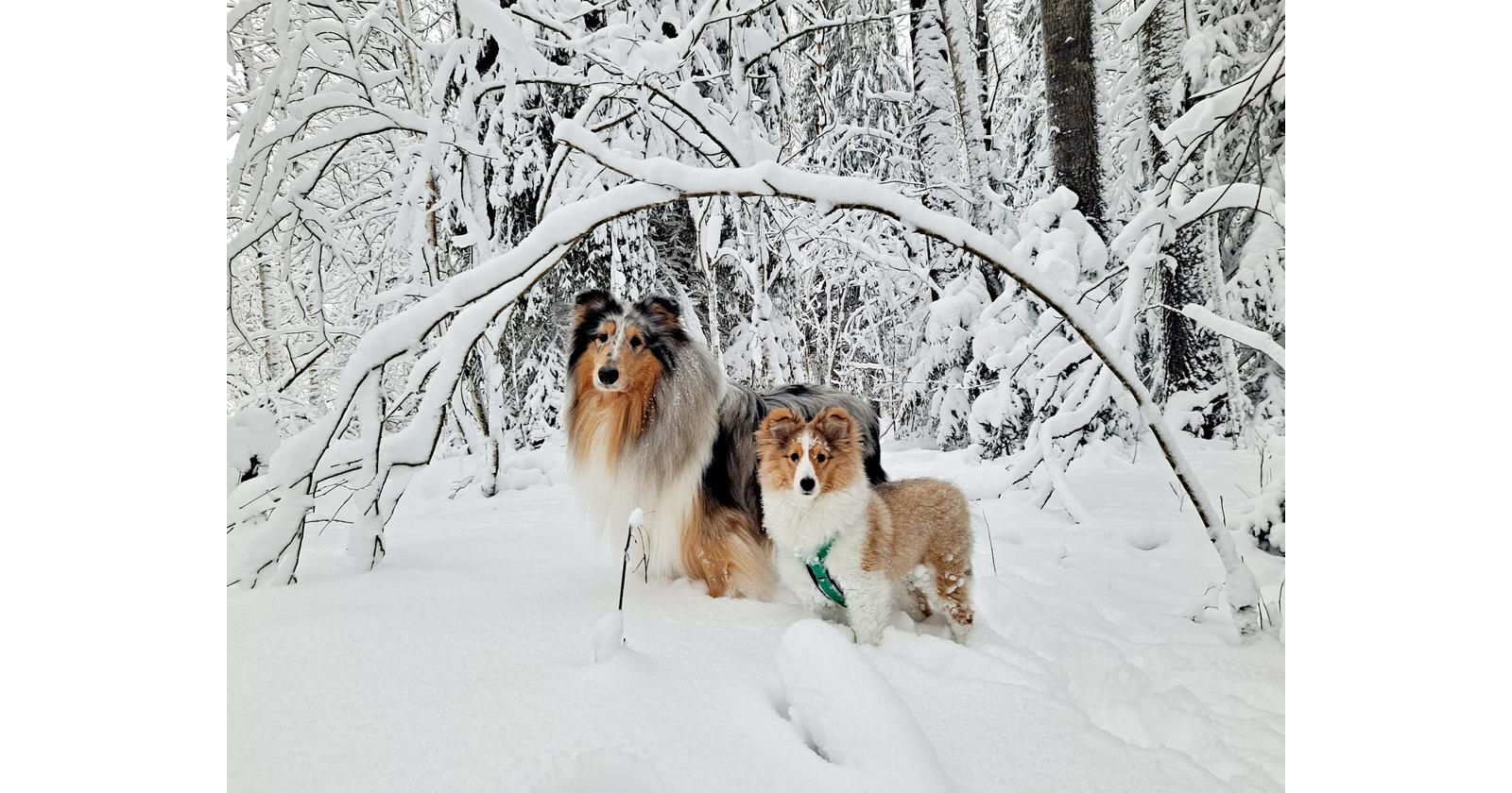 Toivo ja Heimo / Anna Ryynänen