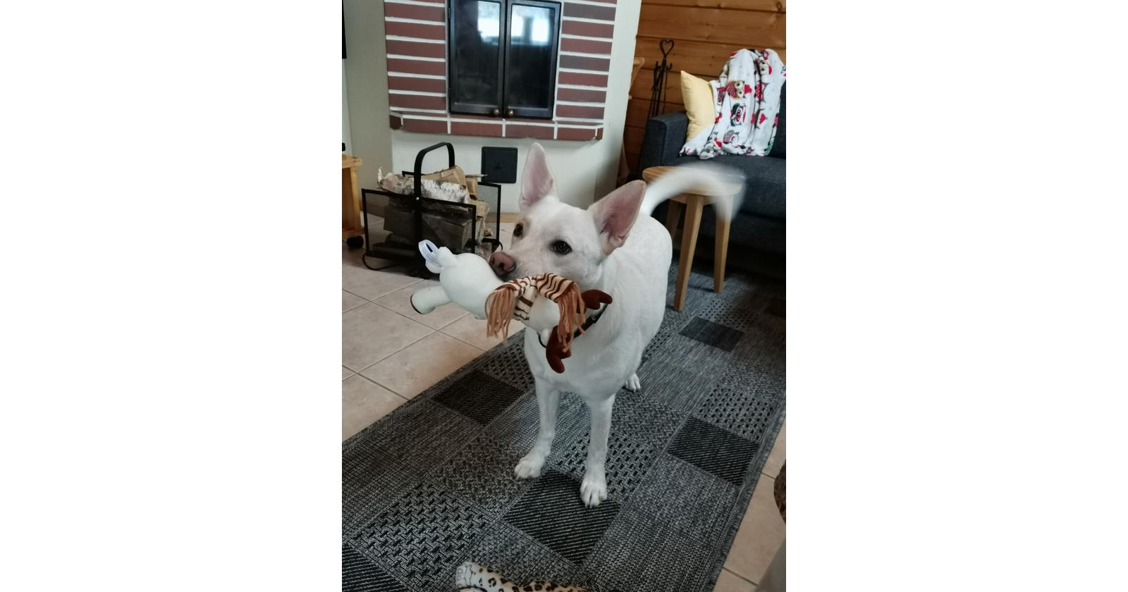 Yoda / Susanna Inkinen