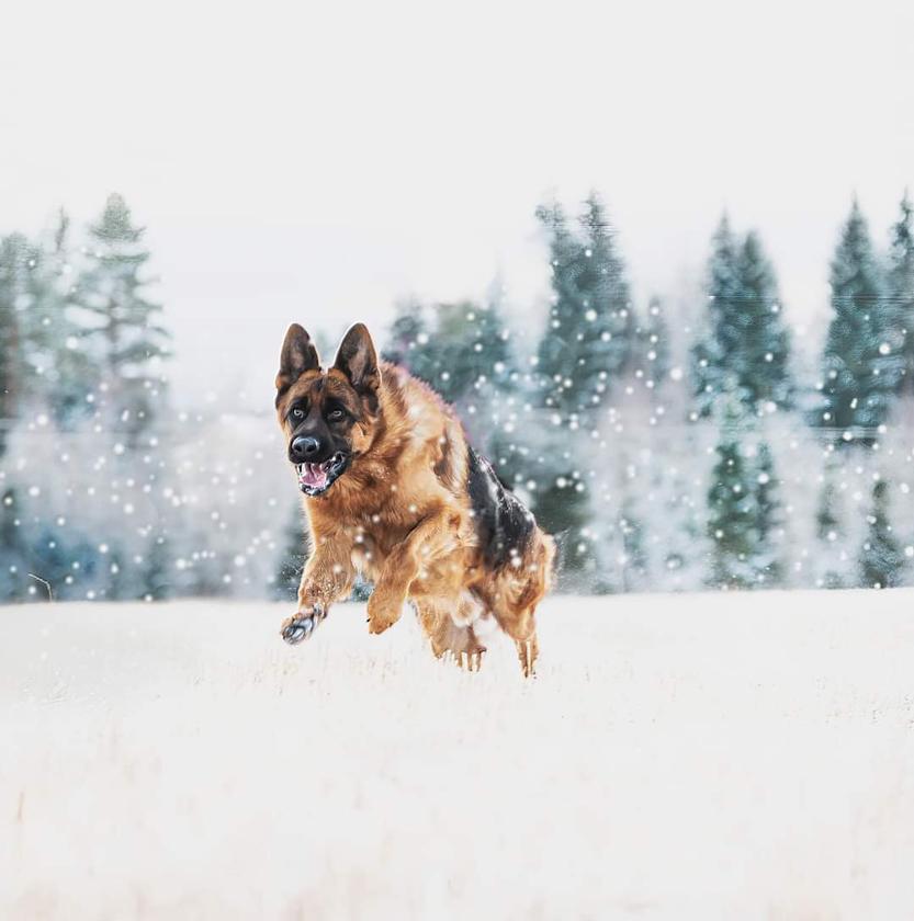 Iivan / Annika Kutsar