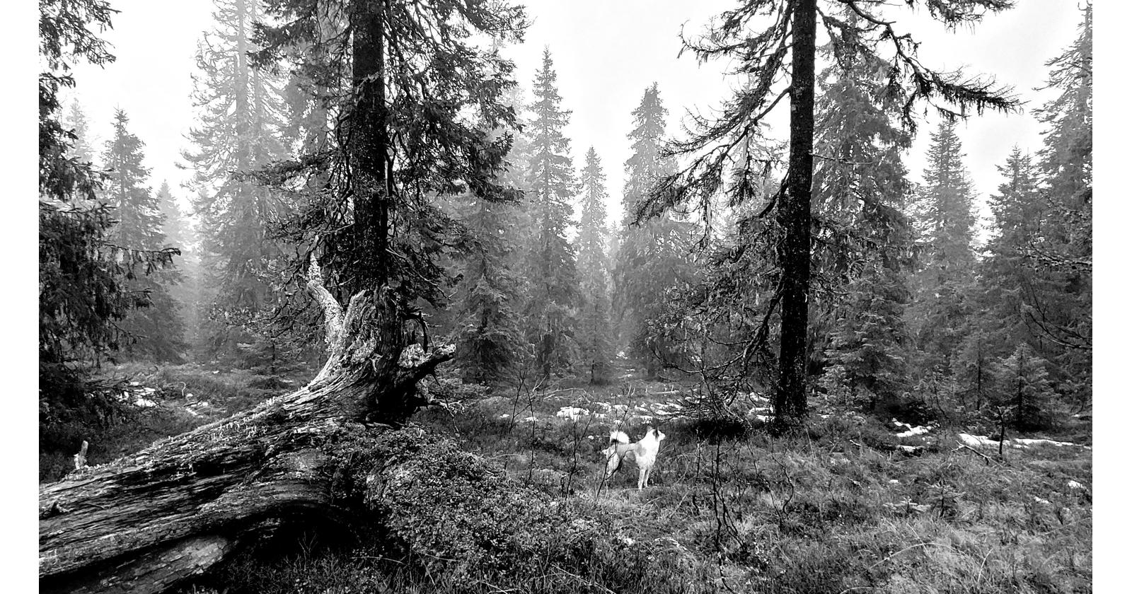 Pohjanpystykorva Hilla / Mika Suhonen