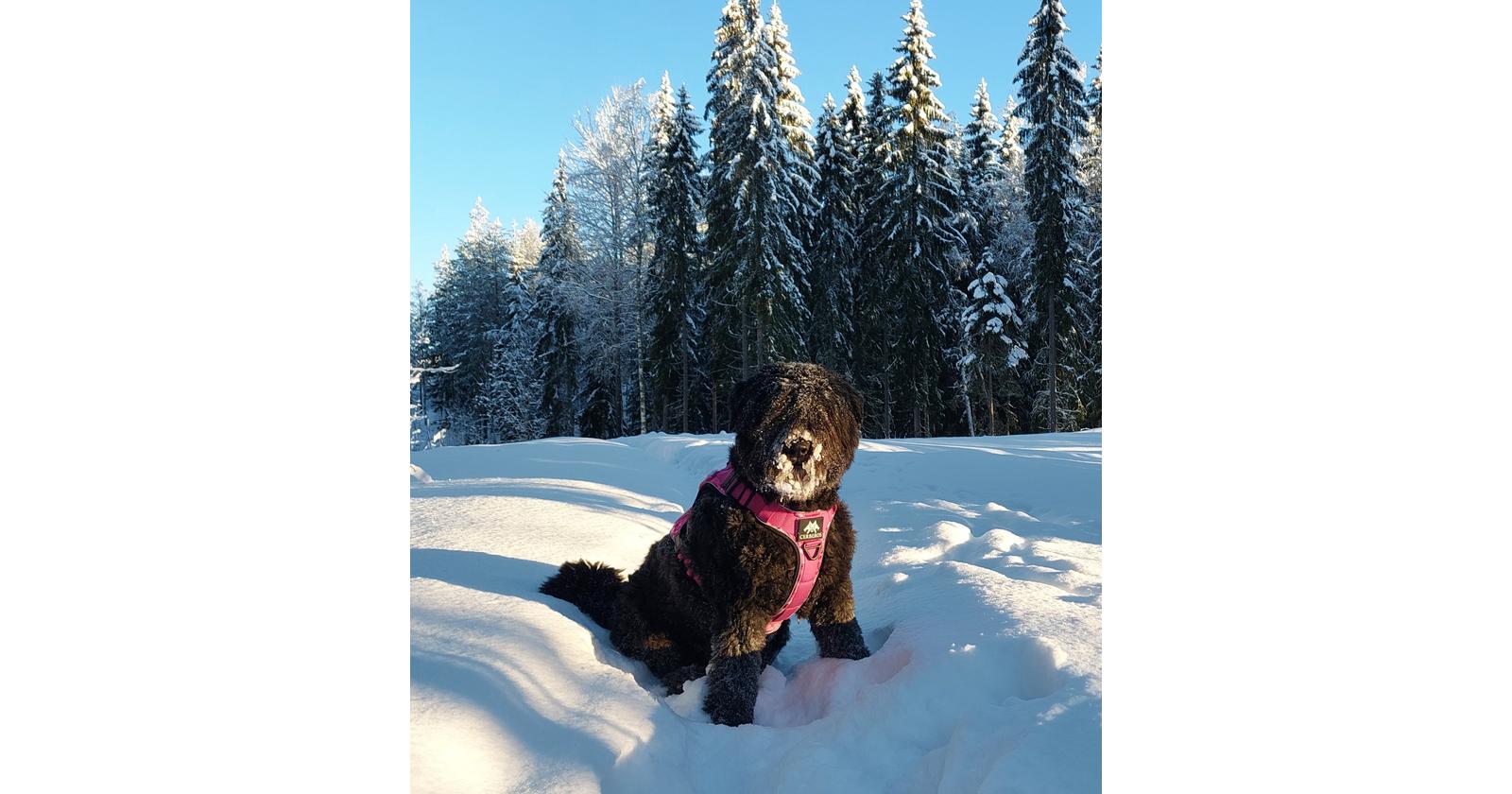 Sintti / Markku Savolainen