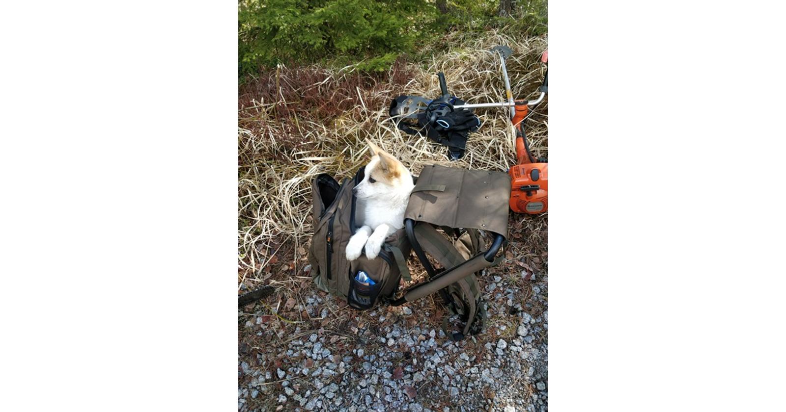 Pohjanpystykorva Uinu / Paul Pietilä